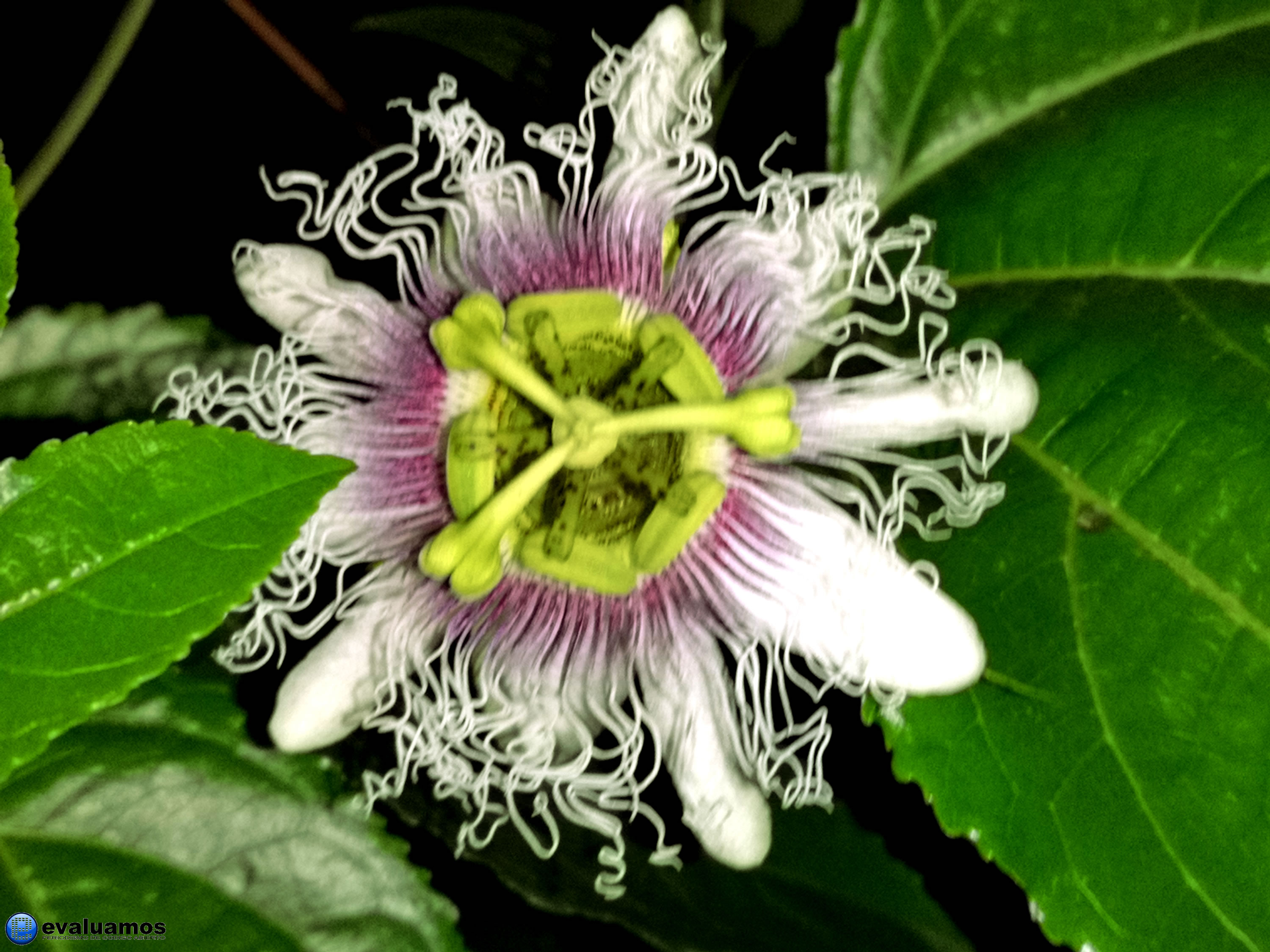 Foto de la semana: Flor de la granadilla