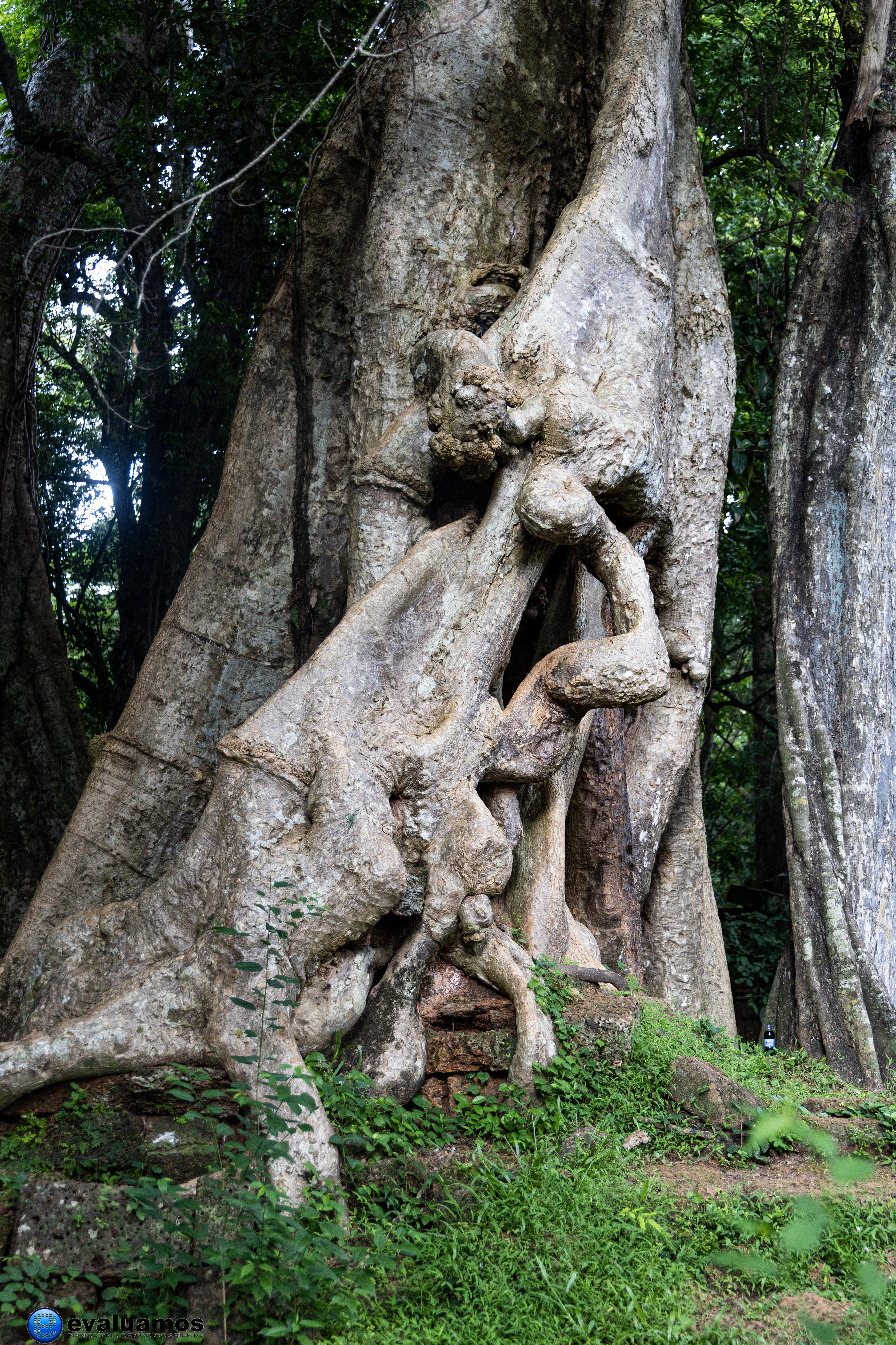 Escultura en el árbol