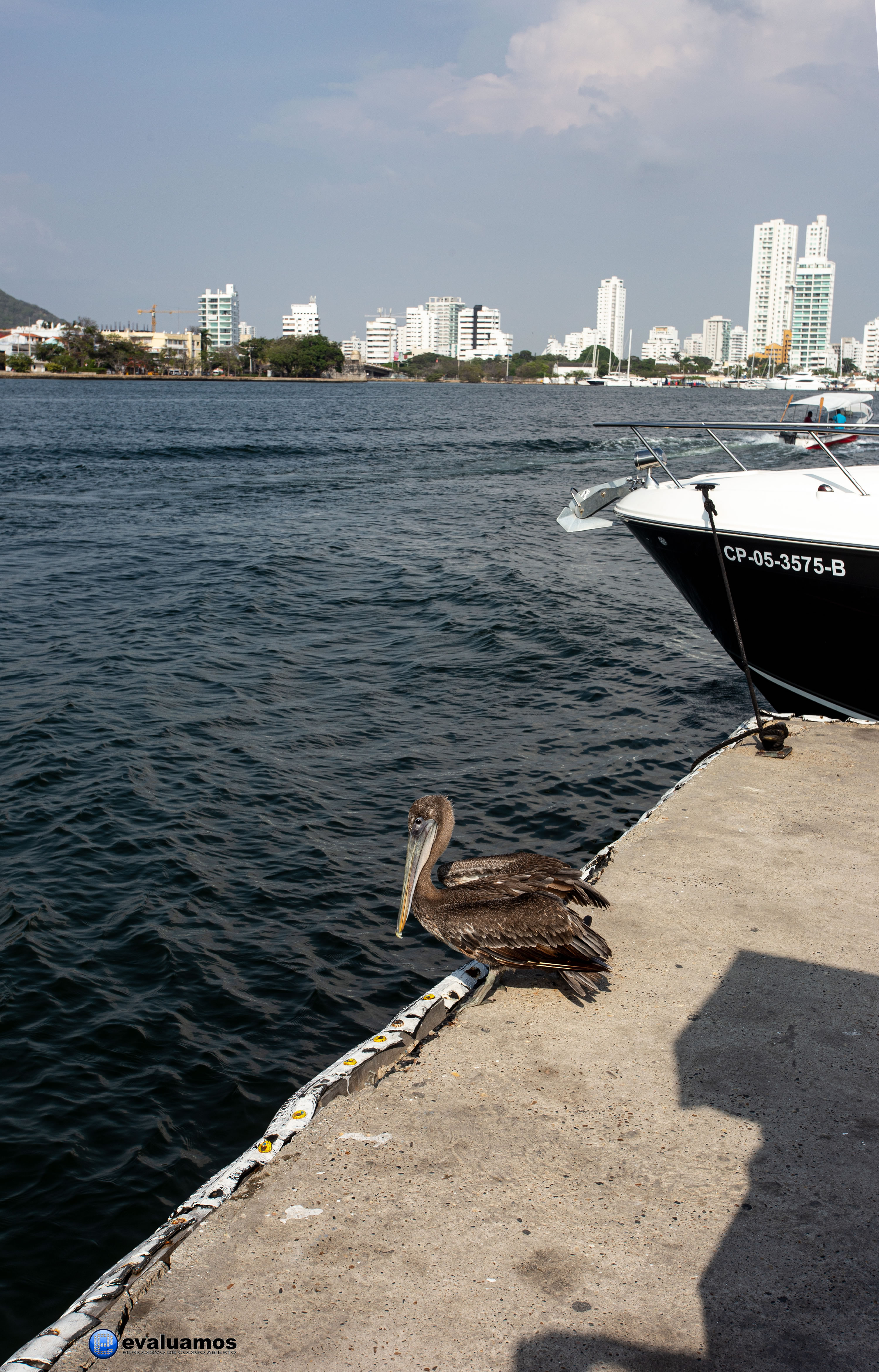 Pelícano en Cartagena